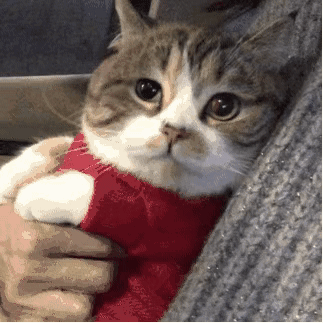 被猫抓伤怎么处理?这些处理细节很重要,缺一不可(图1)