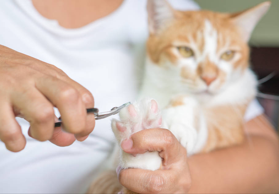 被猫抓伤怎么处理？这些处理细节很重要，缺一不可(图9)