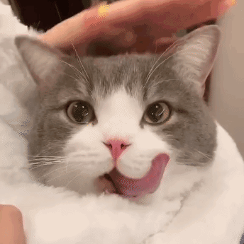 被猫抓伤怎么处理？这些处理细节很重要，缺一不可(图10)