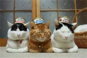 猫咪最喜欢的味道有哪些？每一种都能馋死猫！(图4)