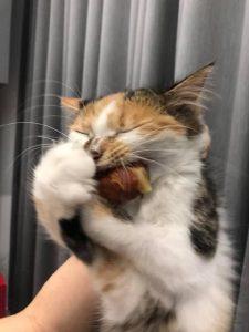 猫咪最喜欢的味道有哪些？每一种都能馋死猫！(图3)