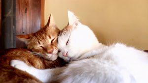 猫咪最喜欢的味道有哪些？每一种都能馋死猫！(图2)