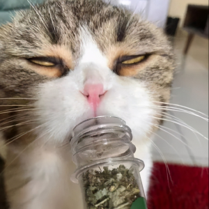 猫咪最喜欢的味道有哪些？每一种都能馋死猫！(图5)