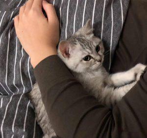 猫咪最喜欢的味道有哪些？每一种都能馋死猫！(图6)