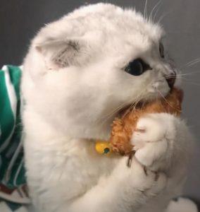 猫咪最喜欢的味道有哪些？每一种都能馋死猫！(图7)