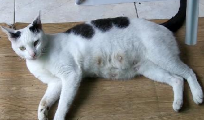 流浪猫碰瓷餐厅老板，天天蹭吃蹭喝，检查后发现事情没那么简单！(图1)