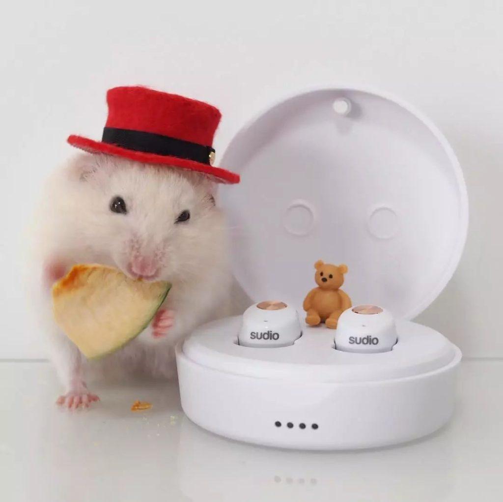 让仓鼠学会定点上厕所有什么办法？学会这些方法，鼠笼再也不臭了！(图1)