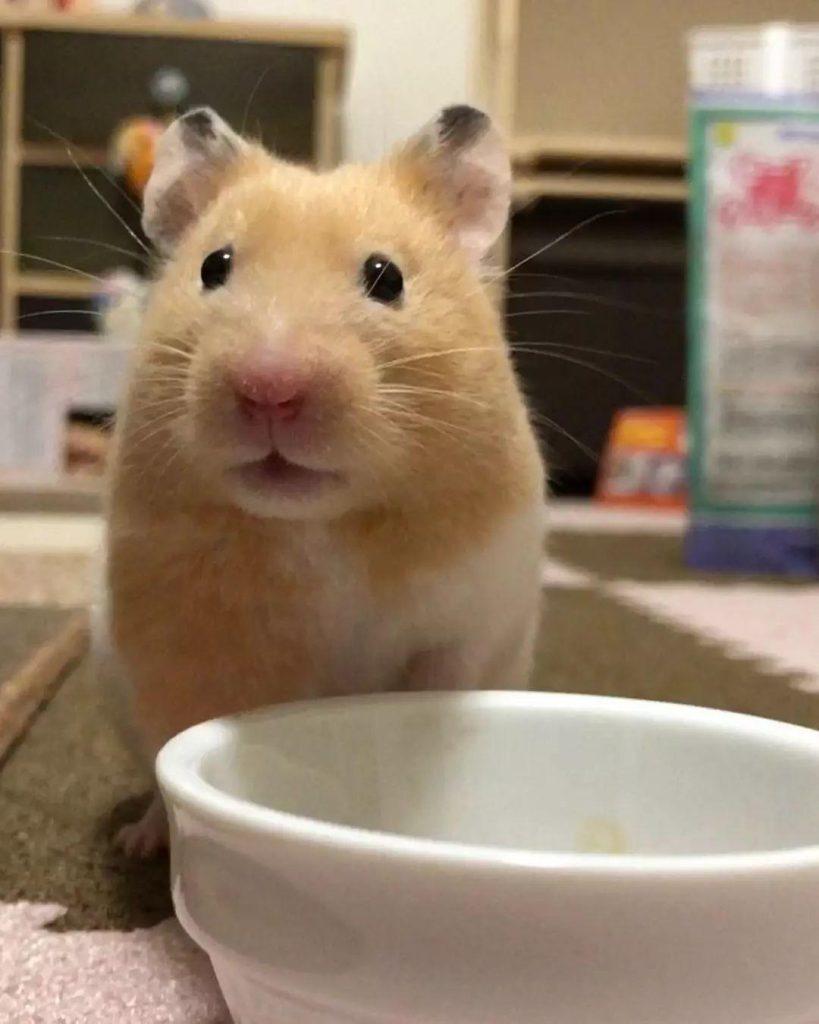 让仓鼠学会定点上厕所有什么办法？学会这些方法，鼠笼再也不臭了！(图2)