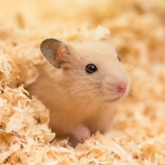 让仓鼠学会定点上厕所有什么办法？学会这些方法，鼠笼再也不臭了！(图3)