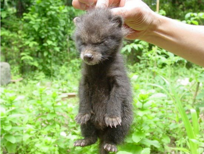 网友捡到5只小猫，兽医却说不是猫而是狗，但等它们长大后……(图1)