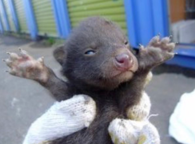 网友捡到5只小猫，兽医却说不是猫而是狗，但等它们长大后……(图2)