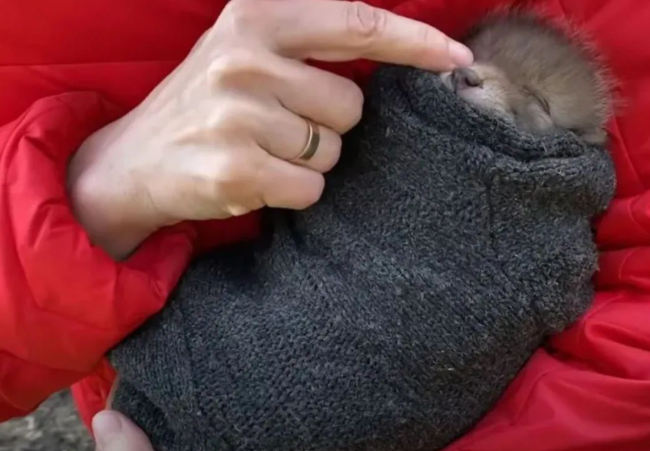 网友捡到5只小猫，兽医却说不是猫而是狗，但等它们长大后……(图6)