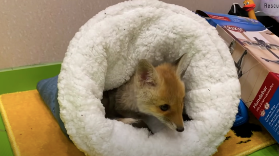 网友捡到5只小猫，兽医却说不是猫而是狗，但等它们长大后……(图8)