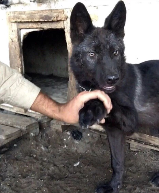 网友捡到5只小猫，兽医却说不是猫而是狗，但等它们长大后……(图11)