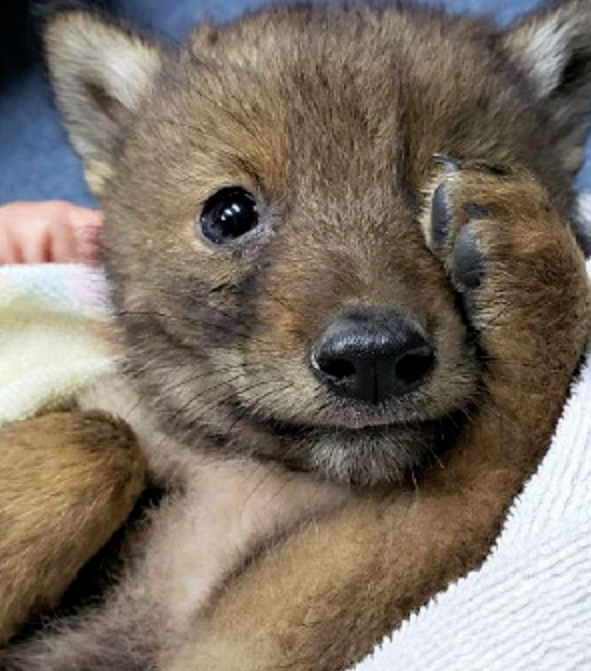 网友捡到5只小猫，兽医却说不是猫而是狗，但等它们长大后……(图13)