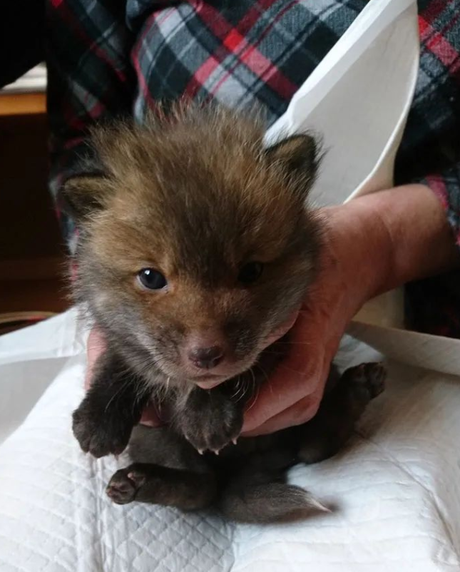 网友捡到5只小猫，兽医却说不是猫而是狗，但等它们长大后……(图15)