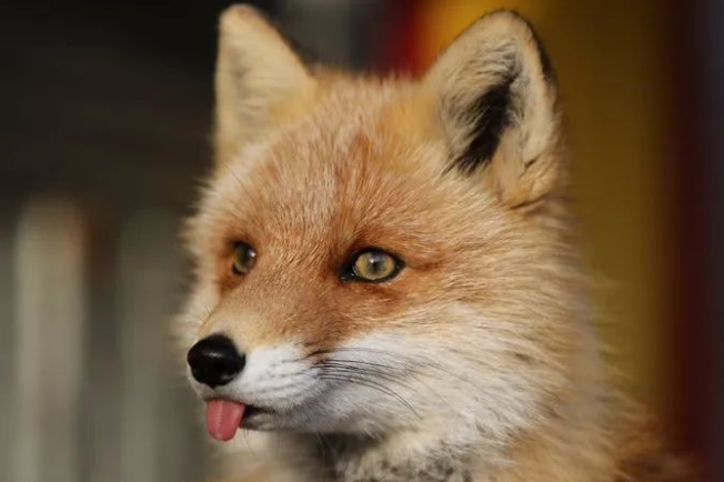 网友捡到5只小猫，兽医却说不是猫而是狗，但等它们长大后……(图16)