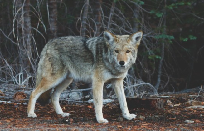 网友捡到5只小猫，兽医却说不是猫而是狗，但等它们长大后……(图14)