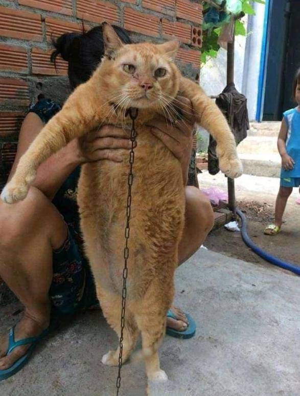 橘猫胖到50斤像个小猪，主人用铁链拴它，网友：这猫不敢惹！(图1)