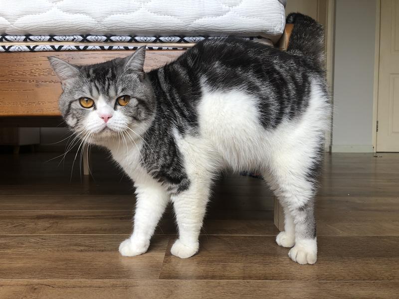 辟谣：被猫抓伤不一定会得猫抓，猫抓病并没有那么可怕！(图1)