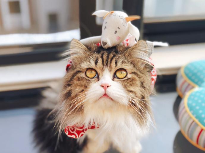 辟谣：被猫抓伤不一定会得猫抓，猫抓病并没有那么可怕！(图2)