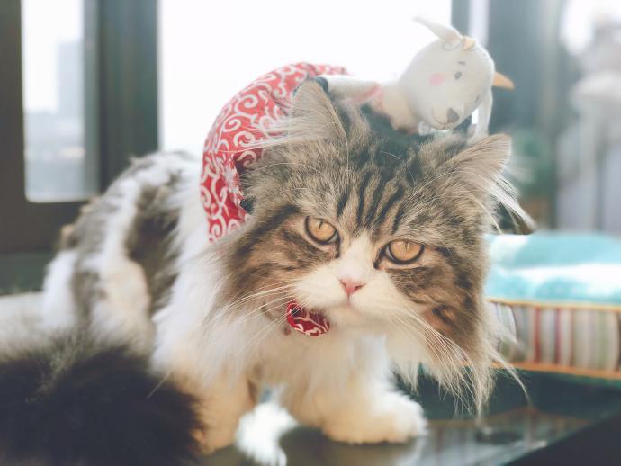 辟谣：被猫抓伤不一定会得猫抓，猫抓病并没有那么可怕！(图3)