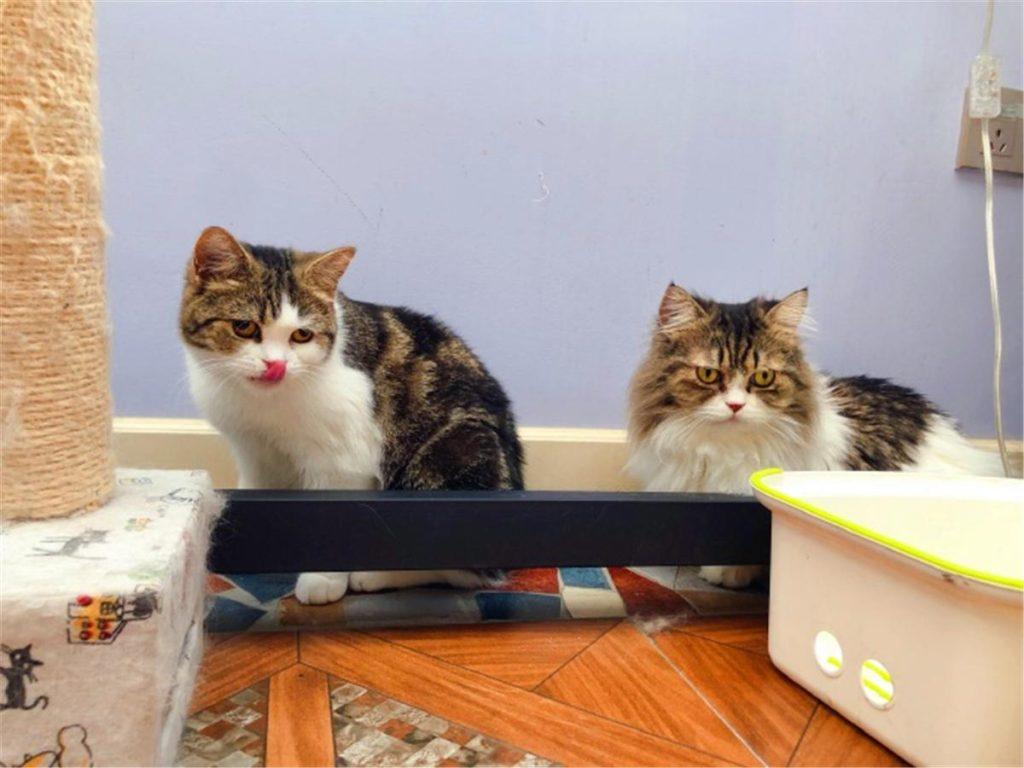 辟谣：被猫抓伤不一定会得猫抓，猫抓病并没有那么可怕！(图5)