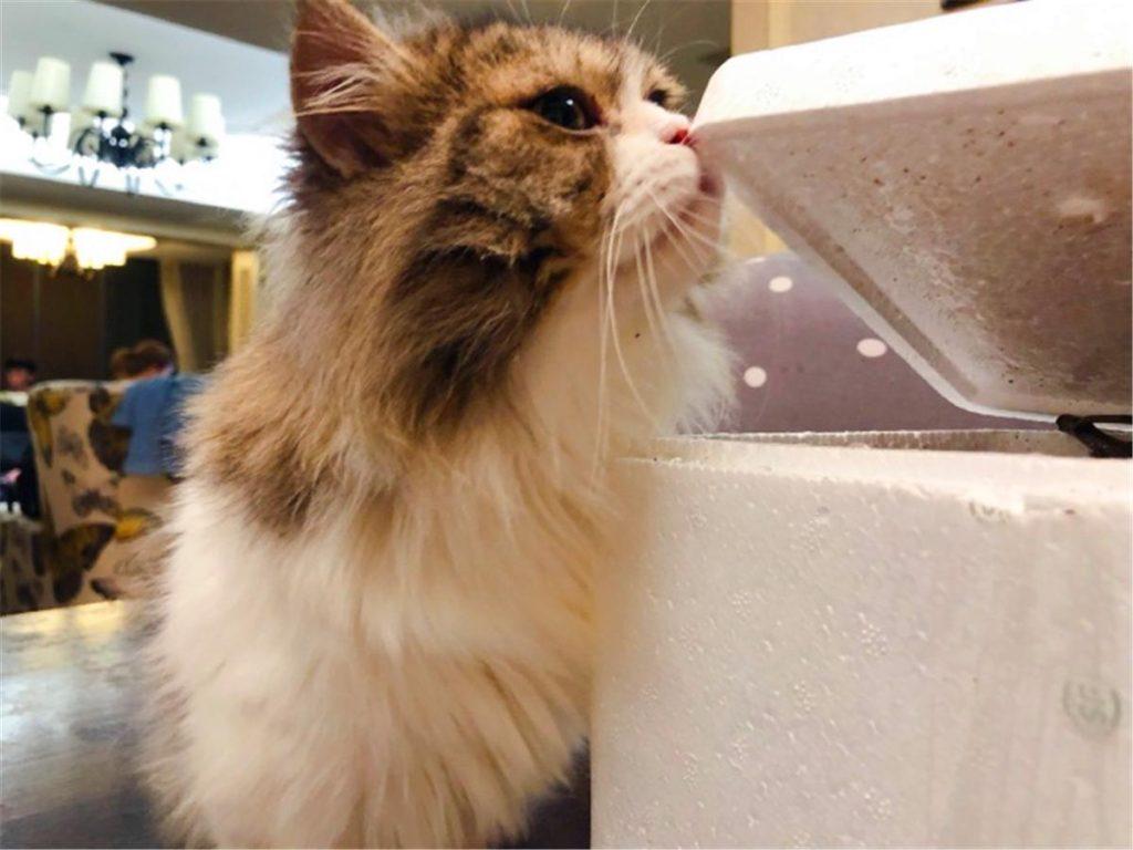 辟谣：被猫抓伤不一定会得猫抓，猫抓病并没有那么可怕！(图4)