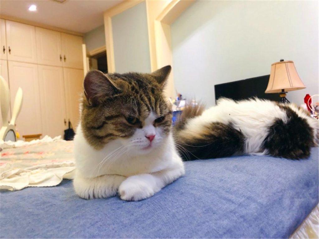 辟谣：被猫抓伤不一定会得猫抓，猫抓病并没有那么可怕！(图6)