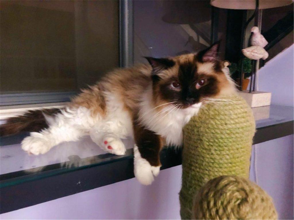 辟谣：被猫抓伤不一定会得猫抓，猫抓病并没有那么可怕！(图7)