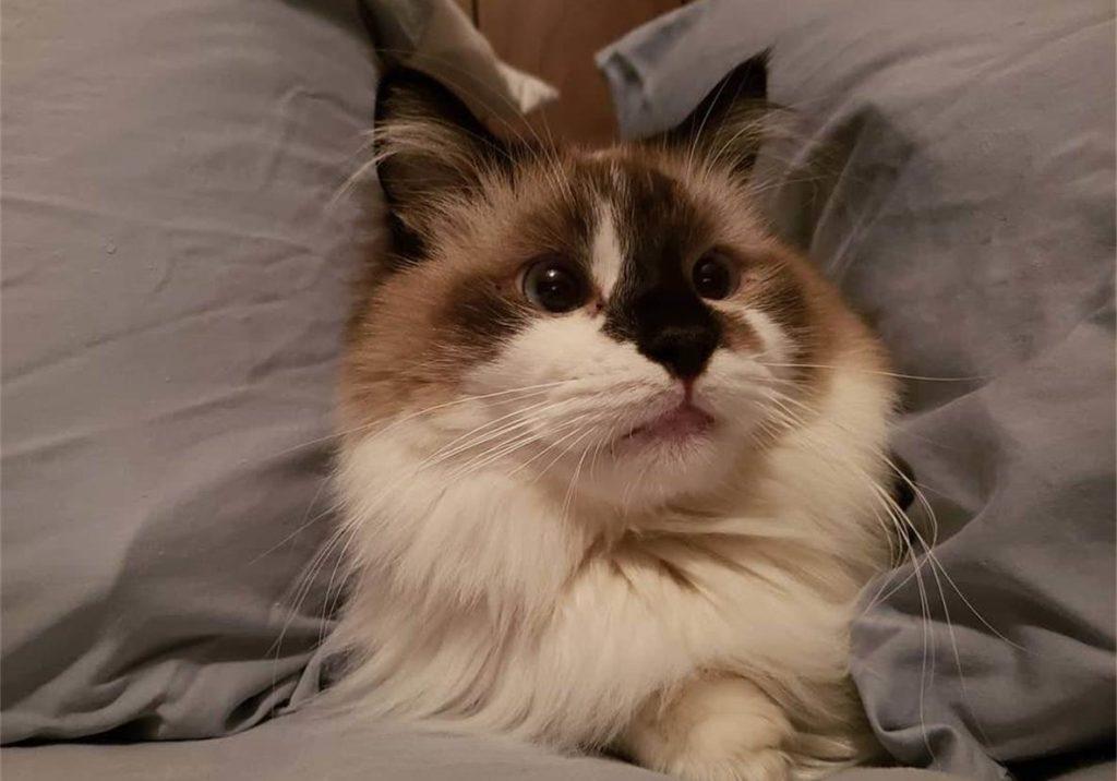 辟谣：被猫抓伤不一定会得猫抓，猫抓病并没有那么可怕！(图11)