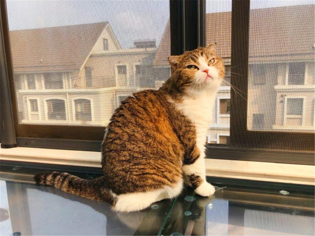 辟谣：被猫抓伤不一定会得猫抓，猫抓病并没有那么可怕！(图12)