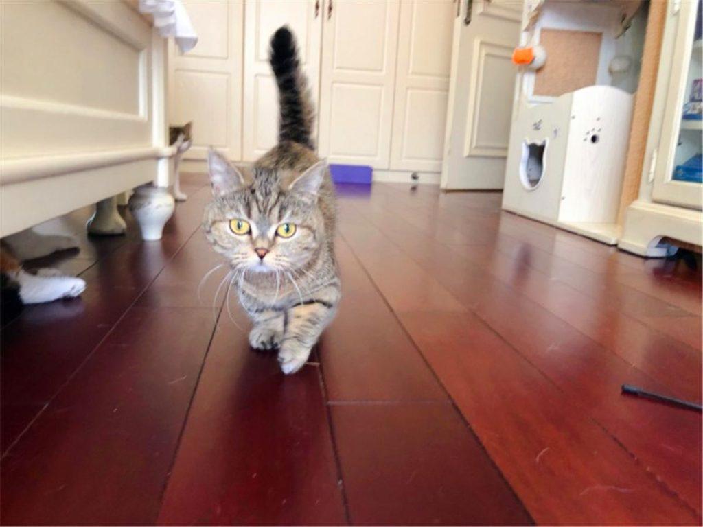 辟谣：被猫抓伤不一定会得猫抓，猫抓病并没有那么可怕！(图13)