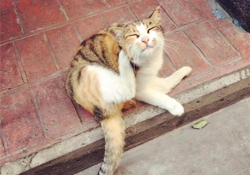 辟谣：被猫抓伤不一定会得猫抓，猫抓病并没有那么可怕！(图14)