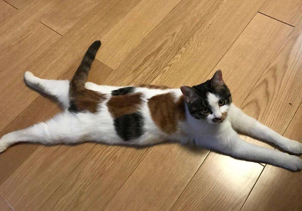 辟谣：被猫抓伤不一定会得猫抓，猫抓病并没有那么可怕！(图16)