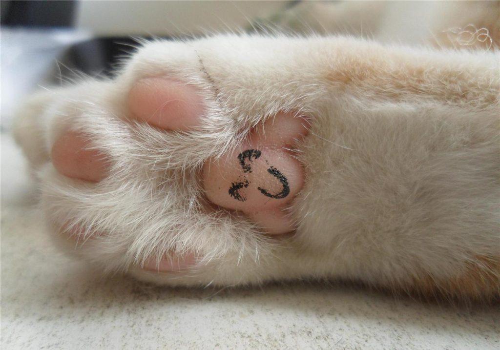 辟谣：被猫抓伤不一定会得猫抓，猫抓病并没有那么可怕！(图17)