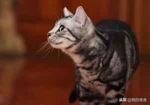 盘点宠物猫的价格大全(图4)