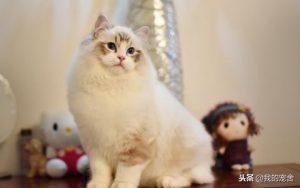 盘点宠物猫的价格大全(图3)