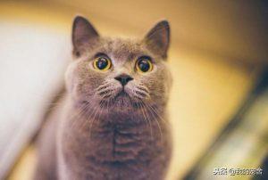 盘点宠物猫的价格大全(图7)