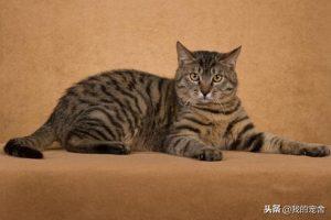 盘点宠物猫的价格大全(图6)