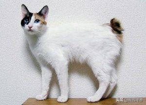 盘点宠物猫的价格大全(图9)