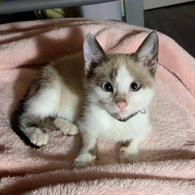 捡了小猫暂时收养，小猫自己出手搞定全家，还送什么人？自己养吧(图1)