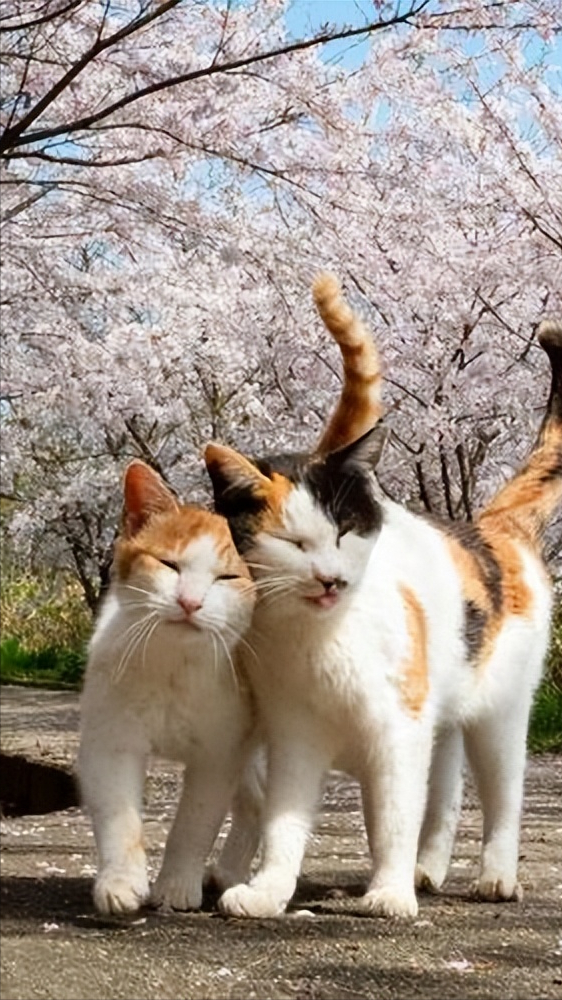 为了让宠主更懂得如何照顾猫咪，介绍猫咪交配的那些事(图2)