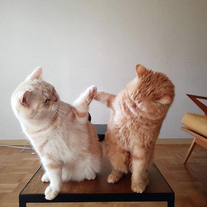 为了让宠主更懂得如何照顾猫咪，介绍猫咪交配的那些事(图4)