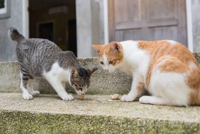 为了让宠主更懂得如何照顾猫咪，介绍猫咪交配的那些事(图3)