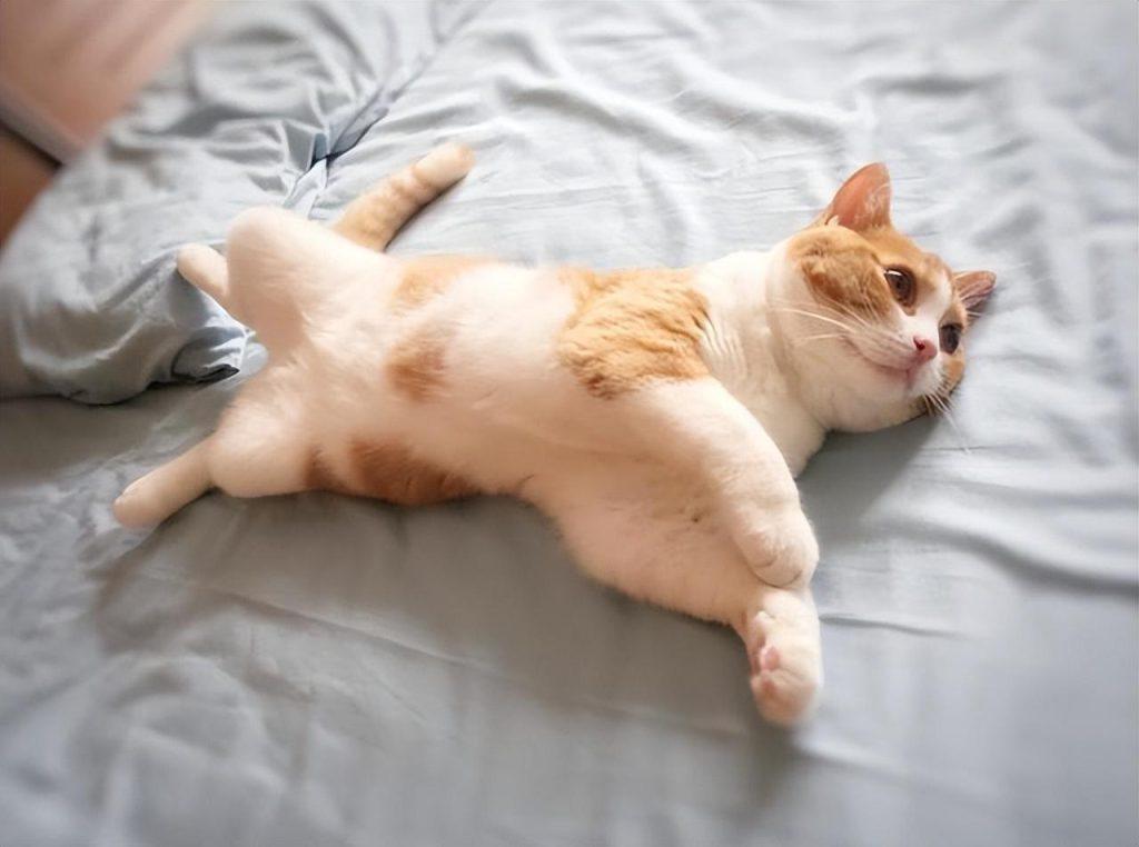 为了让宠主更懂得如何照顾猫咪，介绍猫咪交配的那些事(图6)