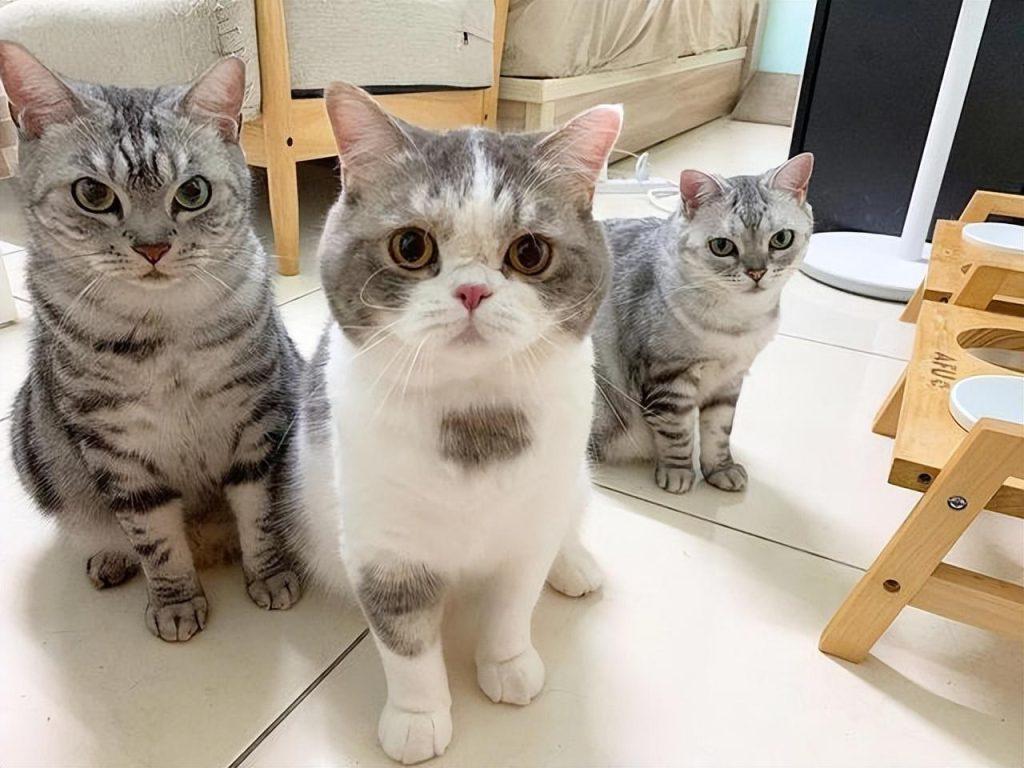 为了让宠主更懂得如何照顾猫咪，介绍猫咪交配的那些事(图7)