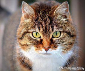 猫咪每天到底该吃多少？喂猫也有公式(图2)