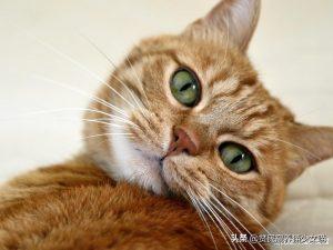 猫咪每天到底该吃多少？喂猫也有公式(图5)