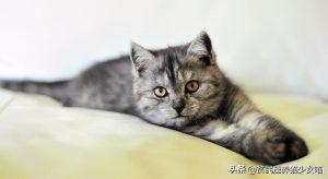 猫咪每天到底该吃多少？喂猫也有公式(图6)